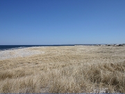 Winter Grass Ipswich MA